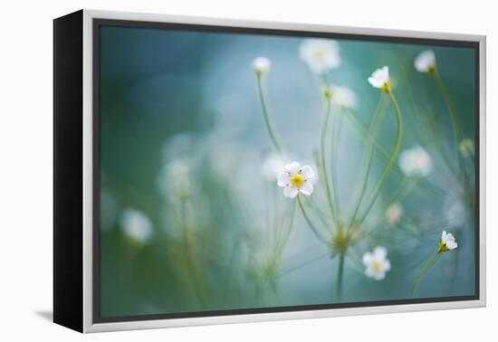 Rock Jasmine-Jacky Parker-Framed Premier Image Canvas