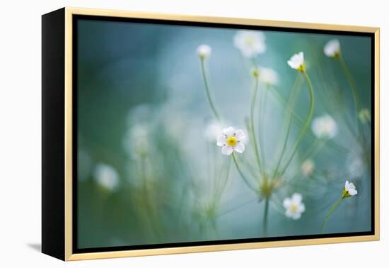 Rock Jasmine-Jacky Parker-Framed Premier Image Canvas