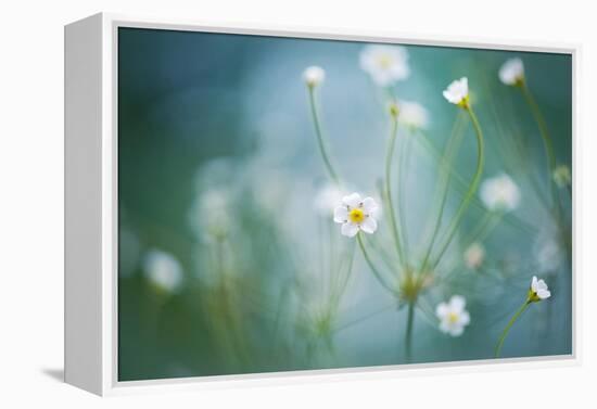 Rock Jasmine-Jacky Parker-Framed Premier Image Canvas