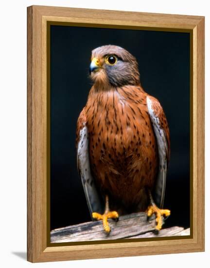 Rock Kestrel Portrait, Cape Town, South Africa-Claudia Adams-Framed Premier Image Canvas