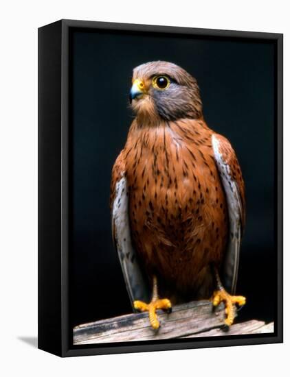 Rock Kestrel Portrait, Cape Town, South Africa-Claudia Adams-Framed Premier Image Canvas