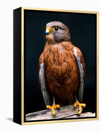 Rock Kestrel Portrait, Cape Town, South Africa-Claudia Adams-Framed Premier Image Canvas