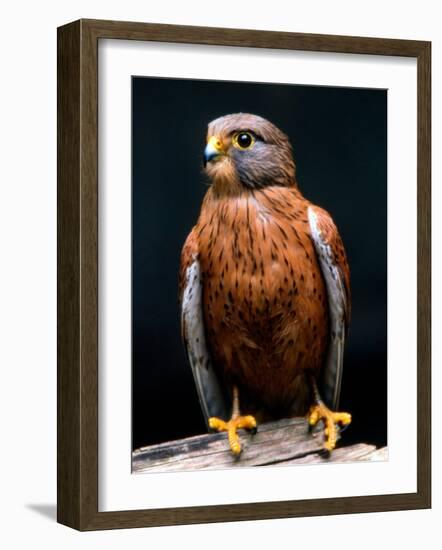 Rock Kestrel Portrait, Cape Town, South Africa-Claudia Adams-Framed Photographic Print