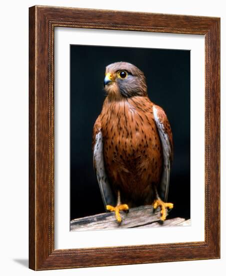 Rock Kestrel Portrait, Cape Town, South Africa-Claudia Adams-Framed Photographic Print