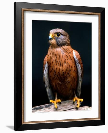 Rock Kestrel Portrait, Cape Town, South Africa-Claudia Adams-Framed Photographic Print