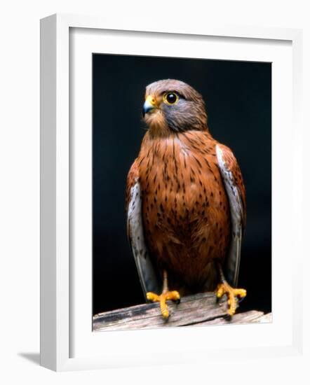 Rock Kestrel Portrait, Cape Town, South Africa-Claudia Adams-Framed Photographic Print