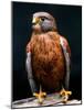 Rock Kestrel Portrait, Cape Town, South Africa-Claudia Adams-Mounted Photographic Print