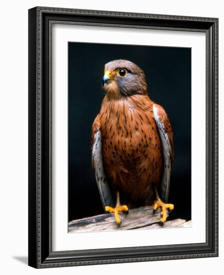 Rock Kestrel Portrait, Cape Town, South Africa-Claudia Adams-Framed Photographic Print