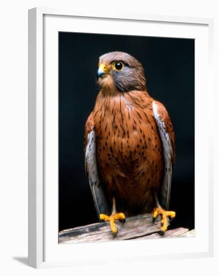 Rock Kestrel Portrait, Cape Town, South Africa-Claudia Adams-Framed Photographic Print