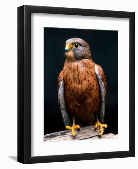 Rock Kestrel Portrait, Cape Town, South Africa-Claudia Adams-Framed Photographic Print