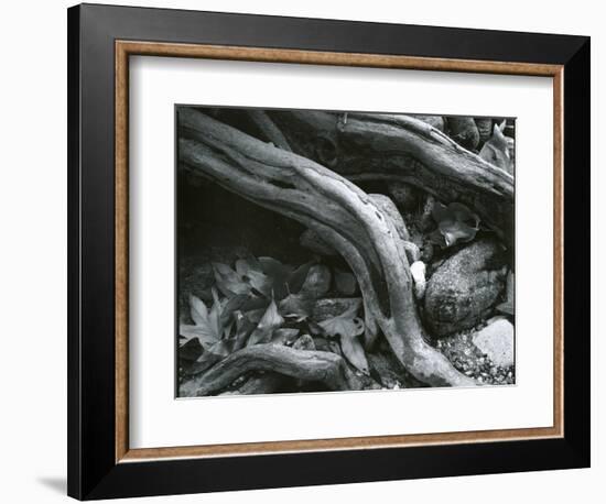 Rock, Leaves, Tree, c.1965-Brett Weston-Framed Photographic Print