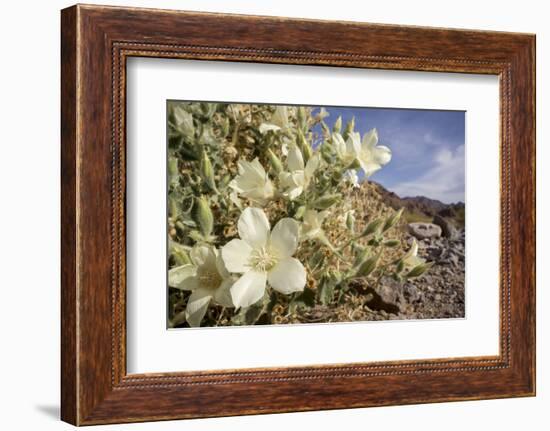 Rock Nettle in Bloom, Death Valley National Park, California-Rob Sheppard-Framed Photographic Print