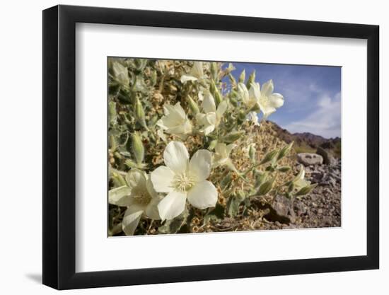 Rock Nettle in Bloom, Death Valley National Park, California-Rob Sheppard-Framed Photographic Print