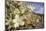 Rock Nettle in Bloom, Death Valley National Park, California-Rob Sheppard-Mounted Photographic Print