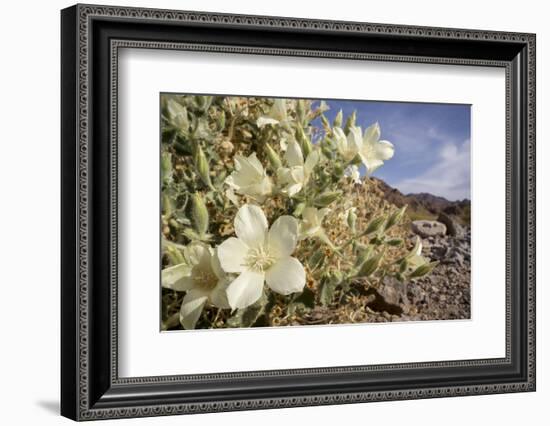 Rock Nettle in Bloom, Death Valley National Park, California-Rob Sheppard-Framed Photographic Print