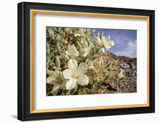 Rock Nettle in Bloom, Death Valley National Park, California-Rob Sheppard-Framed Photographic Print