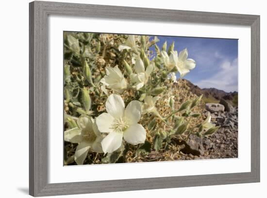 Rock Nettle in Bloom, Death Valley National Park, California-Rob Sheppard-Framed Photographic Print