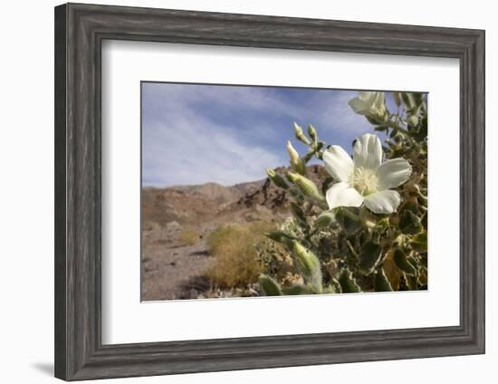 Rock Nettle in Bloom, Death Valley National Park, California-Rob Sheppard-Framed Premium Photographic Print