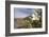 Rock Nettle in Bloom, Death Valley National Park, California-Rob Sheppard-Framed Premium Photographic Print