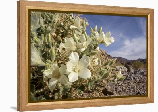 Rock Nettle in Bloom, Death Valley National Park, California-Rob Sheppard-Framed Premier Image Canvas