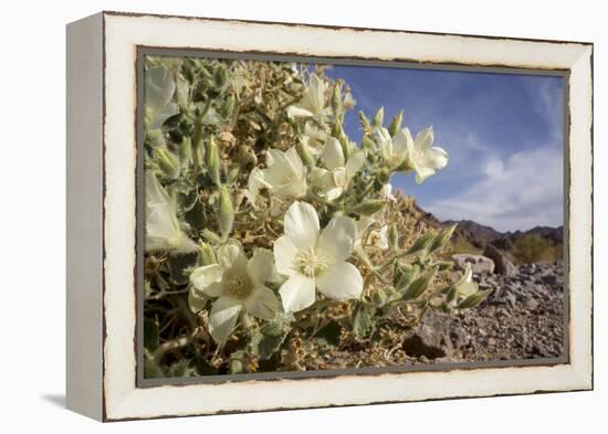 Rock Nettle in Bloom, Death Valley National Park, California-Rob Sheppard-Framed Premier Image Canvas