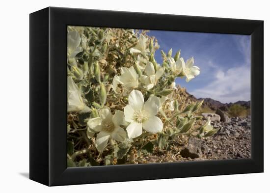 Rock Nettle in Bloom, Death Valley National Park, California-Rob Sheppard-Framed Premier Image Canvas