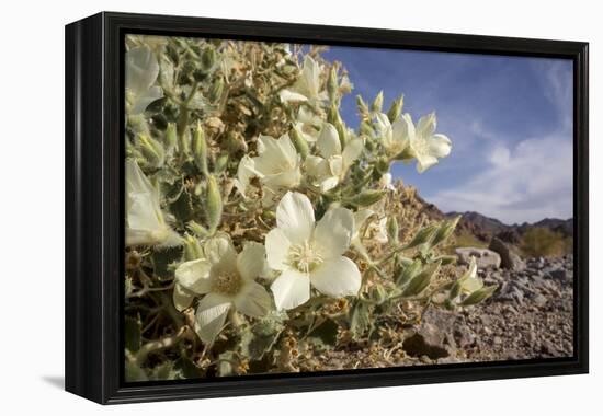 Rock Nettle in Bloom, Death Valley National Park, California-Rob Sheppard-Framed Premier Image Canvas