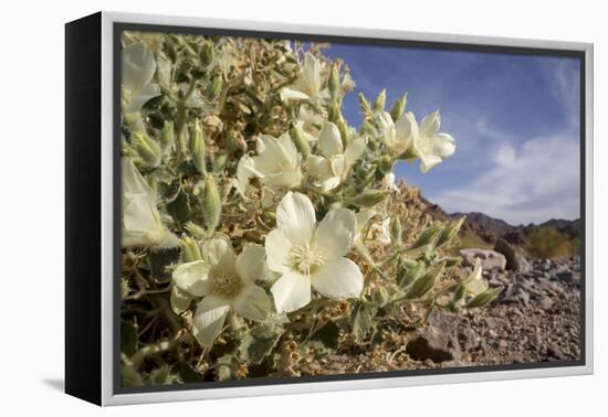 Rock Nettle in Bloom, Death Valley National Park, California-Rob Sheppard-Framed Premier Image Canvas