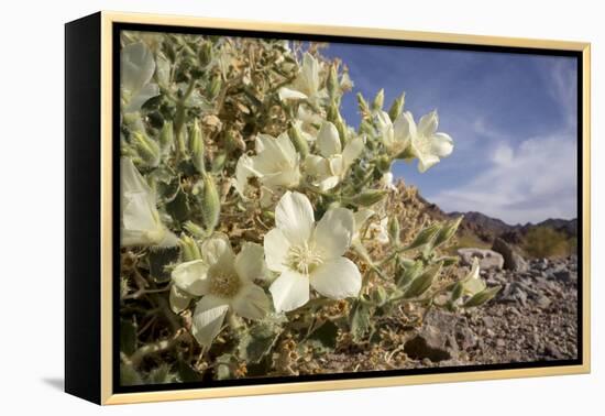 Rock Nettle in Bloom, Death Valley National Park, California-Rob Sheppard-Framed Premier Image Canvas