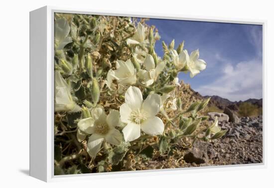 Rock Nettle in Bloom, Death Valley National Park, California-Rob Sheppard-Framed Premier Image Canvas