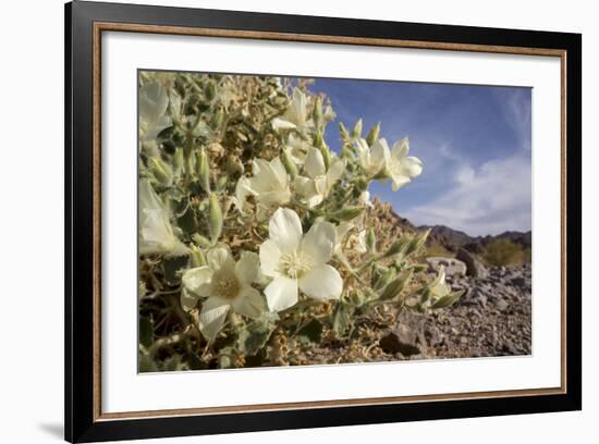 Rock Nettle in Bloom, Death Valley National Park, California-Rob Sheppard-Framed Photographic Print