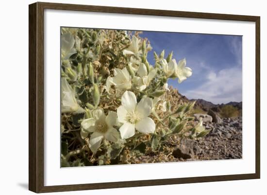 Rock Nettle in Bloom, Death Valley National Park, California-Rob Sheppard-Framed Photographic Print