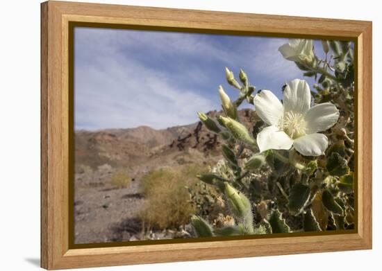 Rock Nettle in Bloom, Death Valley National Park, California-Rob Sheppard-Framed Premier Image Canvas