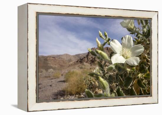 Rock Nettle in Bloom, Death Valley National Park, California-Rob Sheppard-Framed Premier Image Canvas