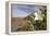 Rock Nettle in Bloom, Death Valley National Park, California-Rob Sheppard-Framed Premier Image Canvas