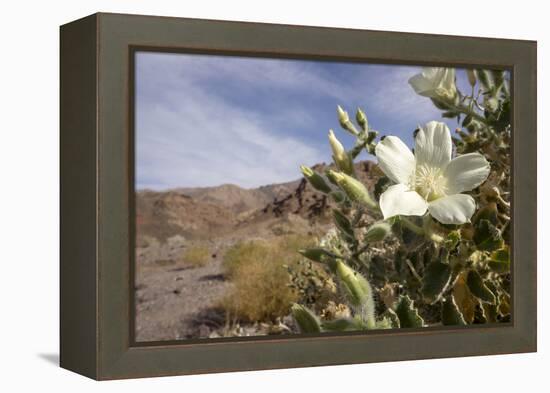 Rock Nettle in Bloom, Death Valley National Park, California-Rob Sheppard-Framed Premier Image Canvas