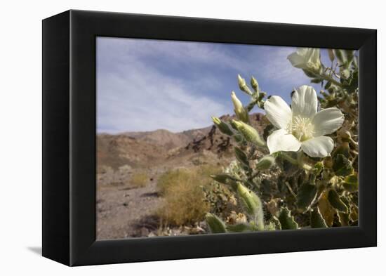 Rock Nettle in Bloom, Death Valley National Park, California-Rob Sheppard-Framed Premier Image Canvas