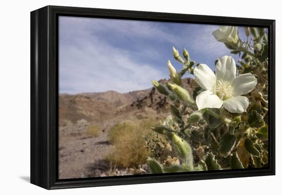 Rock Nettle in Bloom, Death Valley National Park, California-Rob Sheppard-Framed Premier Image Canvas