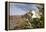 Rock Nettle in Bloom, Death Valley National Park, California-Rob Sheppard-Framed Premier Image Canvas