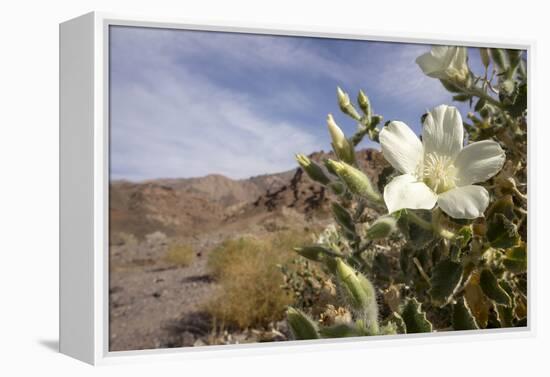 Rock Nettle in Bloom, Death Valley National Park, California-Rob Sheppard-Framed Premier Image Canvas