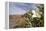 Rock Nettle in Bloom, Death Valley National Park, California-Rob Sheppard-Framed Premier Image Canvas