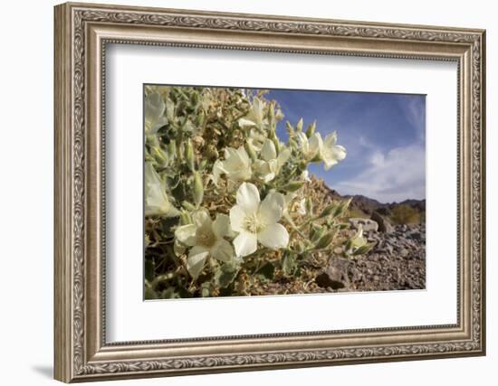 Rock Nettle in Bloom, Death Valley National Park, California-Rob Sheppard-Framed Photographic Print