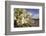 Rock Nettle in Bloom, Death Valley National Park, California-Rob Sheppard-Framed Photographic Print