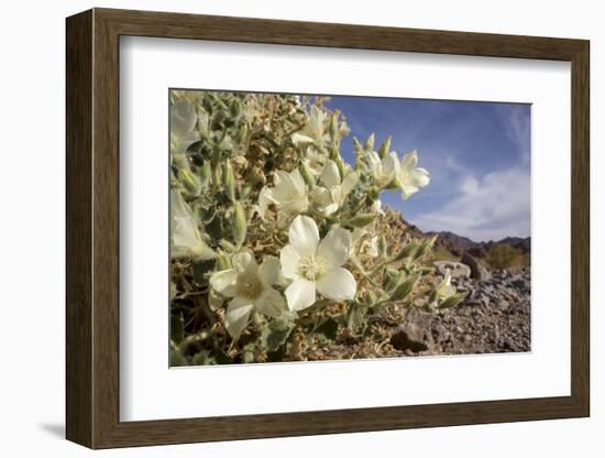 Rock Nettle in Bloom, Death Valley National Park, California-Rob Sheppard-Framed Photographic Print