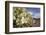 Rock Nettle in Bloom, Death Valley National Park, California-Rob Sheppard-Framed Photographic Print