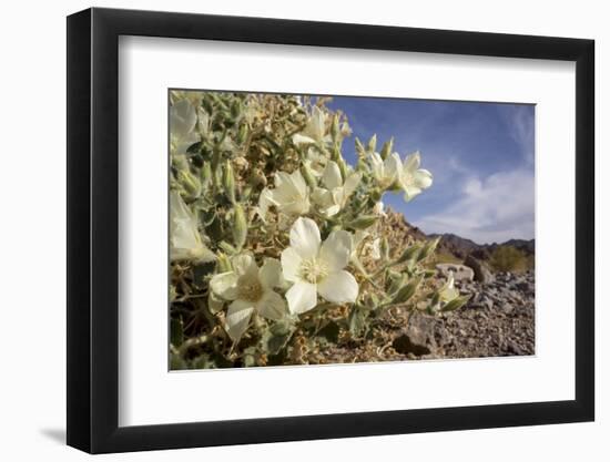 Rock Nettle in Bloom, Death Valley National Park, California-Rob Sheppard-Framed Photographic Print