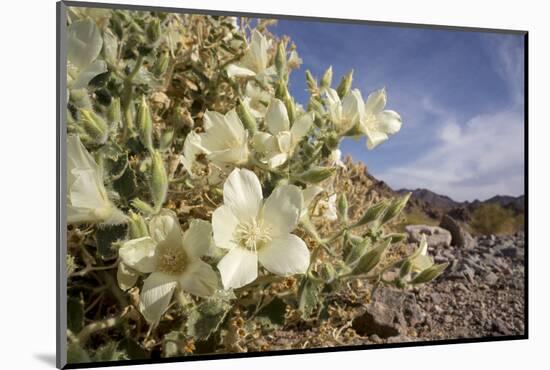 Rock Nettle in Bloom, Death Valley National Park, California-Rob Sheppard-Mounted Photographic Print