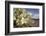 Rock Nettle in Bloom, Death Valley National Park, California-Rob Sheppard-Framed Photographic Print