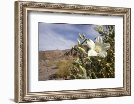 Rock Nettle in Bloom, Death Valley National Park, California-Rob Sheppard-Framed Photographic Print
