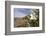 Rock Nettle in Bloom, Death Valley National Park, California-Rob Sheppard-Framed Photographic Print